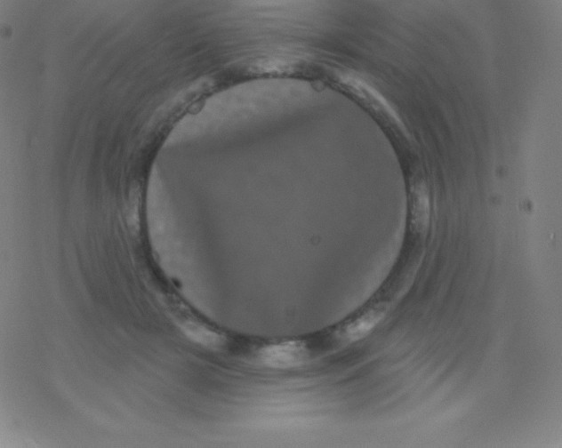 X0000077350505200611101617