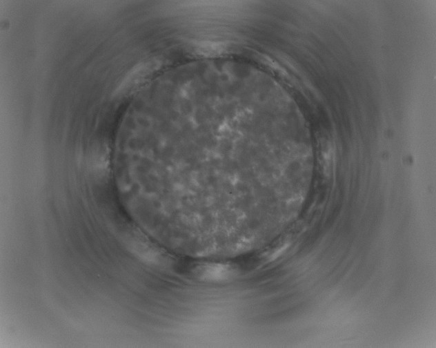 X0000077350507200611101617