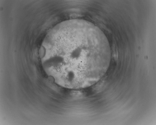 X0000077350519200611101617