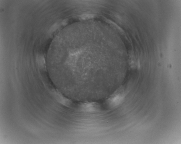 X0000077350523200611101617