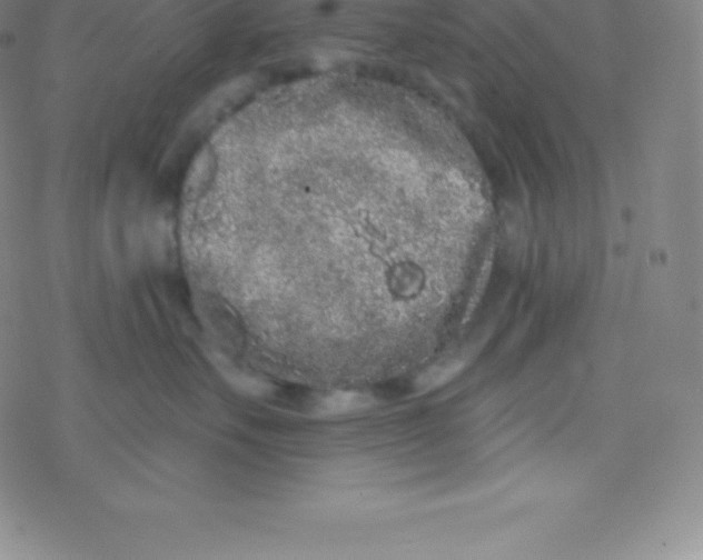 X0000077350527200611101617