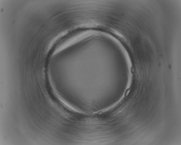 X0000077350535200611101616