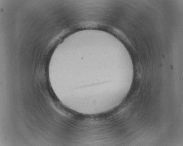 X0000077350538200611101616