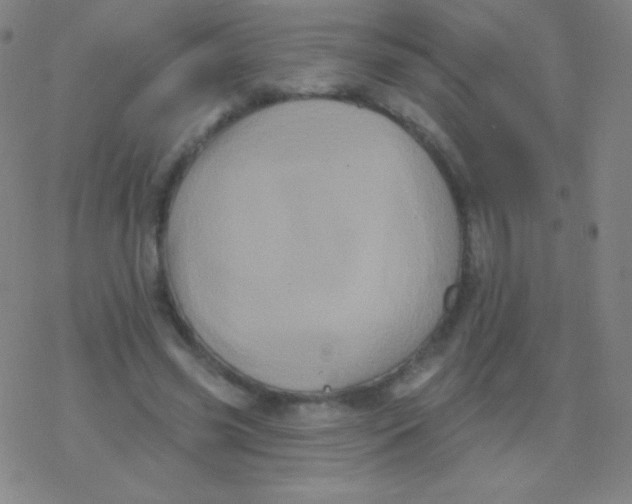 X0000077350541200611101616