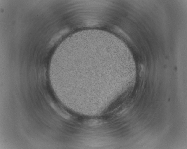 X0000077350542200611101616