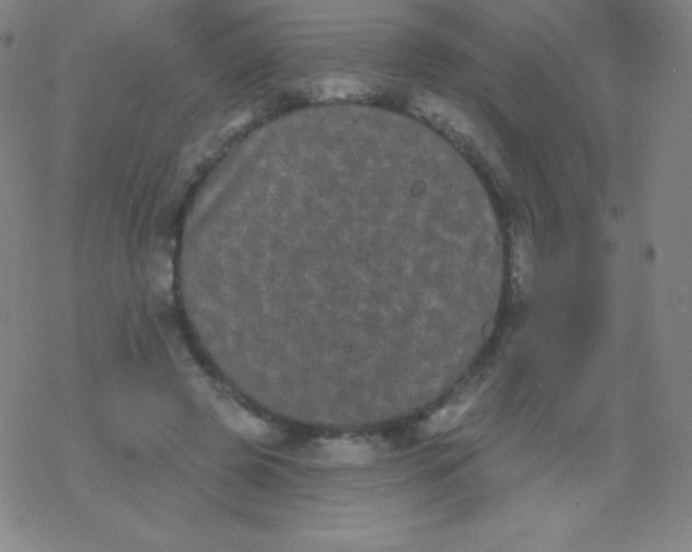 X0000077350545200611101616