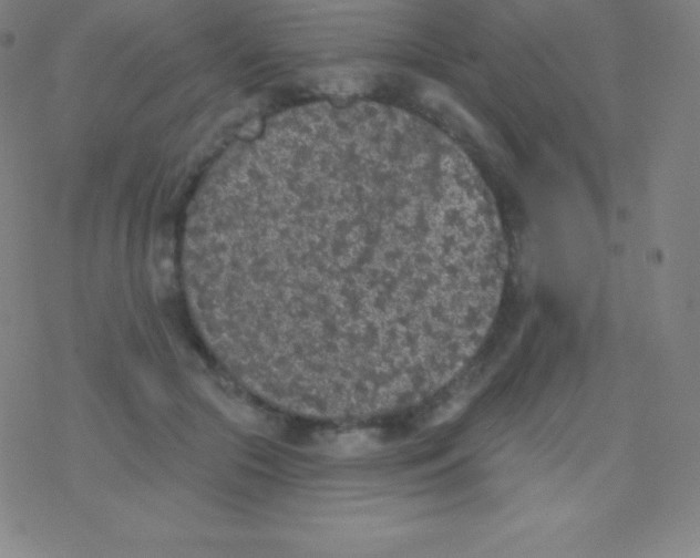 X0000077350553200611101616