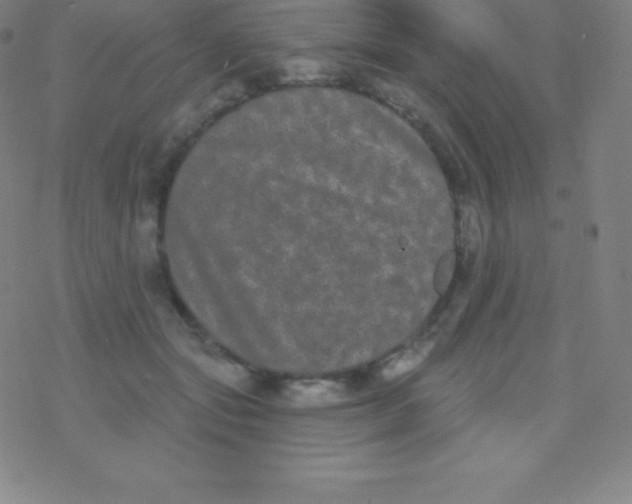 X0000077350557200611101617