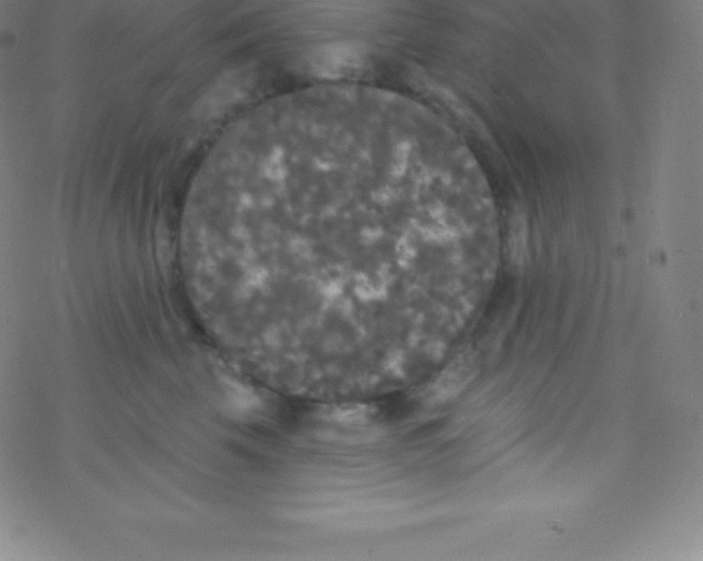 X0000077350569200611101617