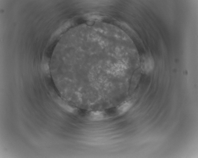 X0000077350573200611101617