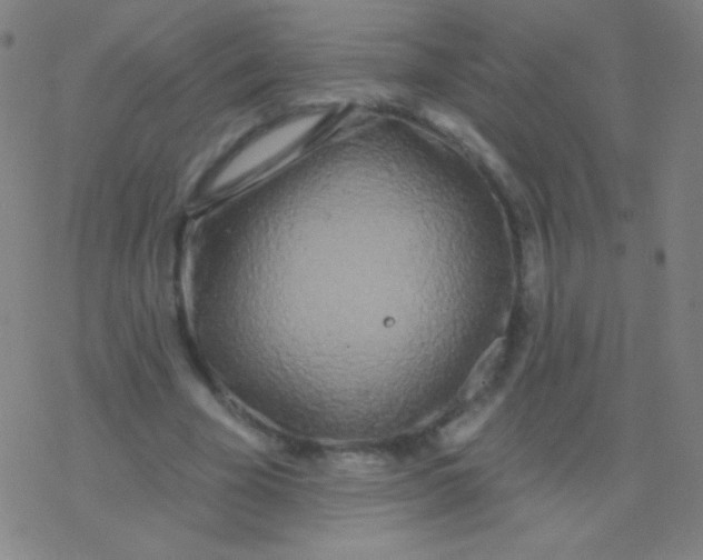 X0000077350585200611101616