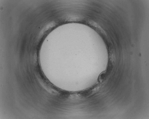 X0000077350591200611101616