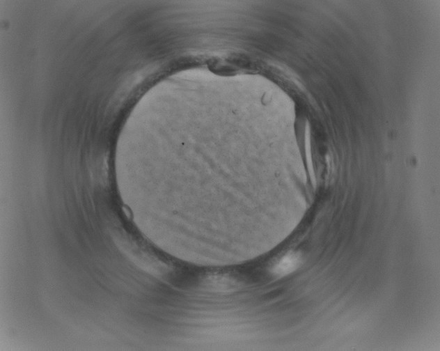 X0000077350596200611101616