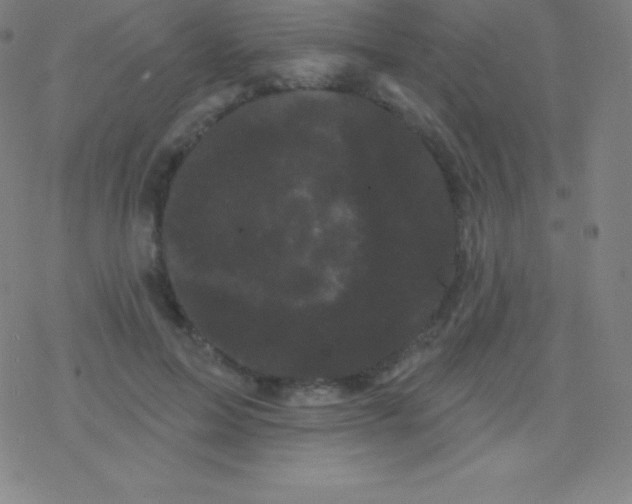 X0000077350599200611101616