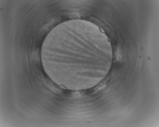 X0000077350616200611101615