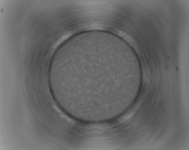 X0000077350625200611101615