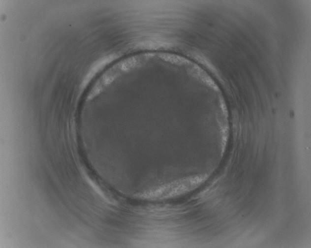 X0000077350626200611101615