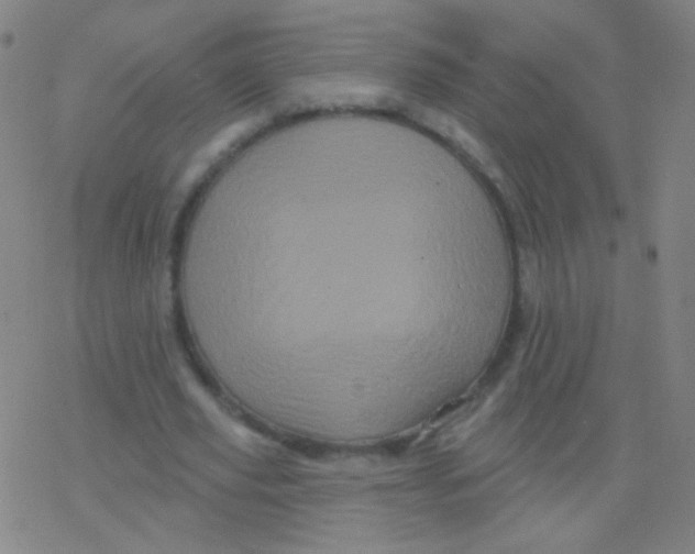 X0000077350629200611101615