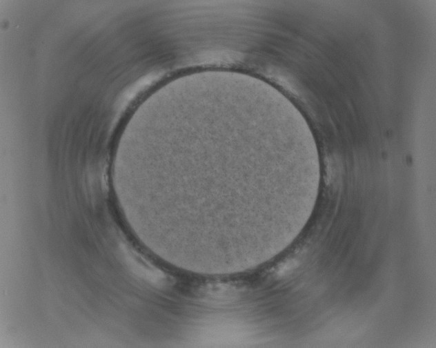 X0000077350632200611101615