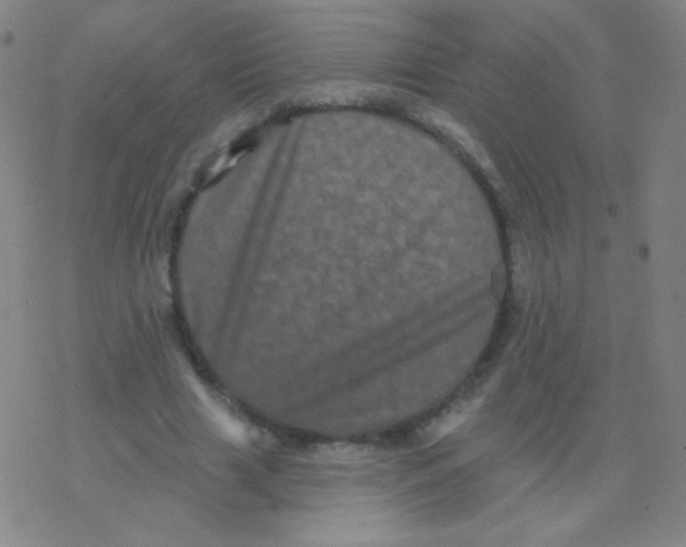 X0000077350633200611101615