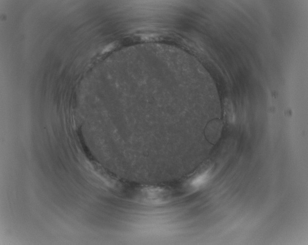 X0000077350650200611101615