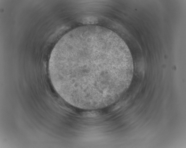 X0000077350652200611101615