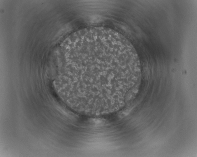 X0000077350654200611101615