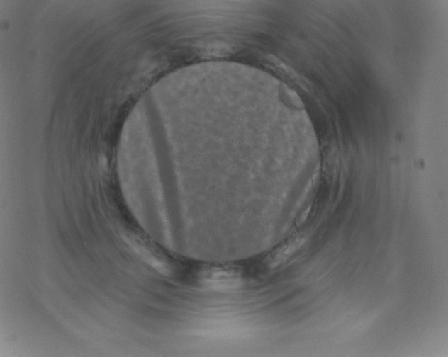 X0000077350655200611101615