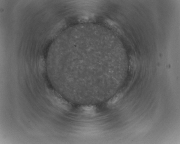 X0000077350659200611101615