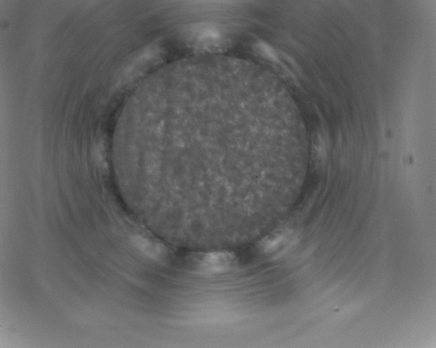 X0000077350663200611101615