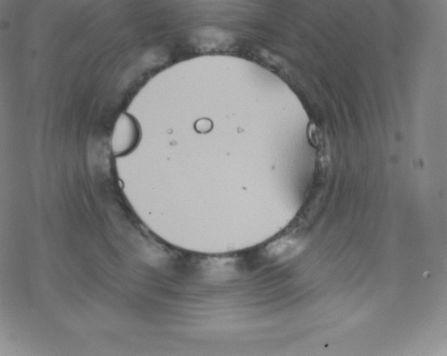 X0000077350664200611101615