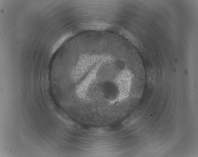 X0000077350679200611101614