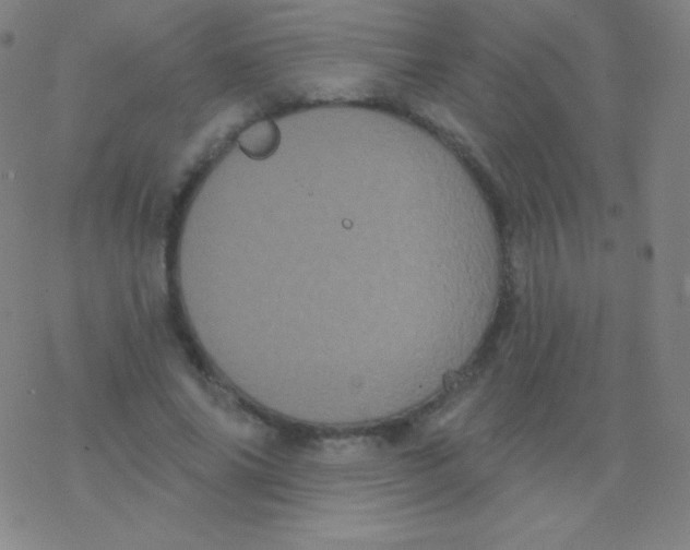 X0000077350686200611101614