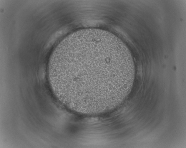 X0000077350687200611101614