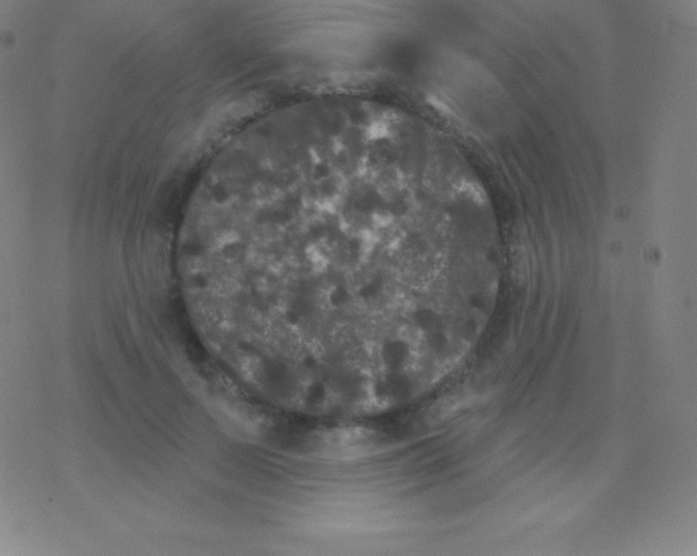 X0000077350695200611101614