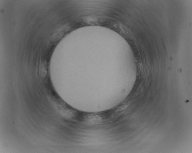 X0000077350702200611101614