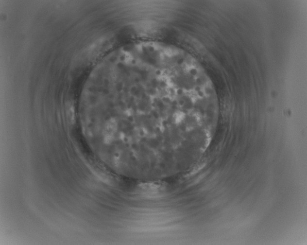 X0000077350703200611101614