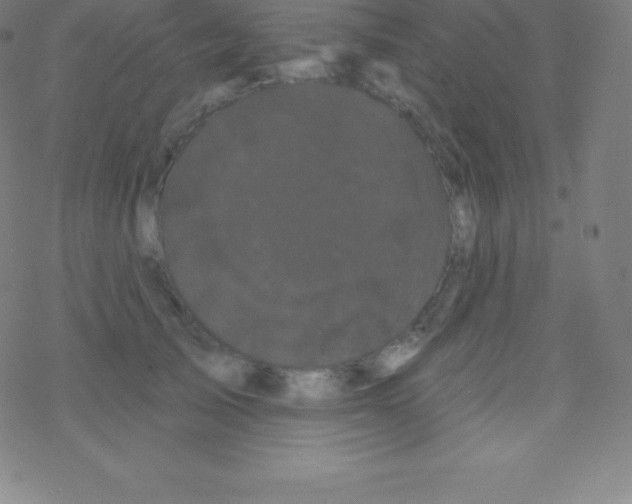 X0000077350705200611101614