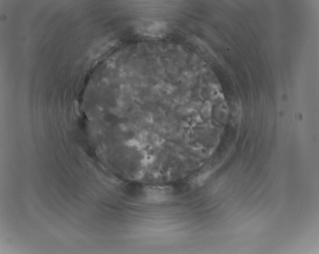 X0000077350707200611101614