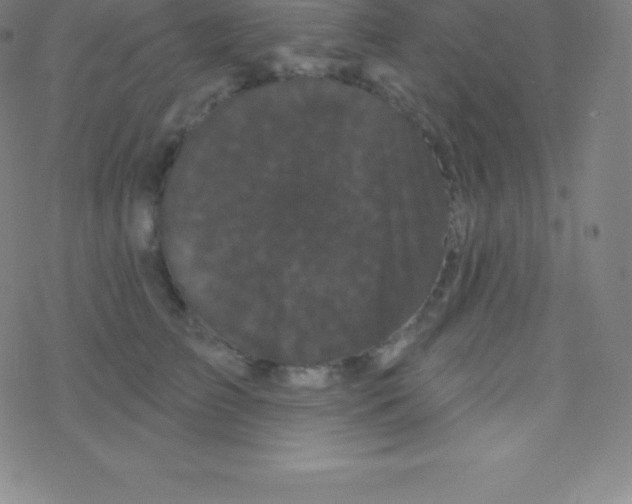 X0000077350709200611101614