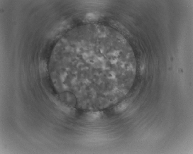 X0000077350711200611101614