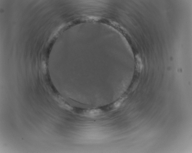 X0000077350716200611101614