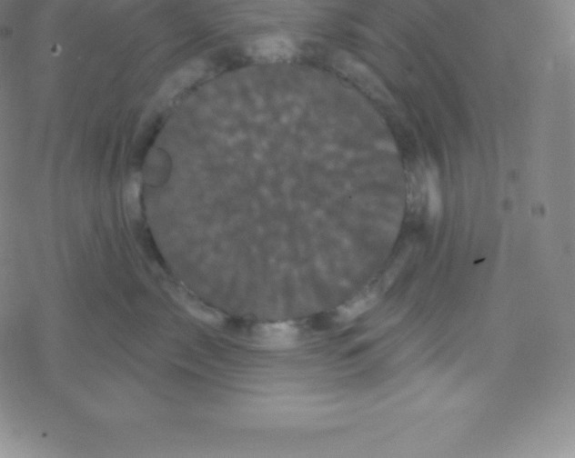 X0000077350717200611101614