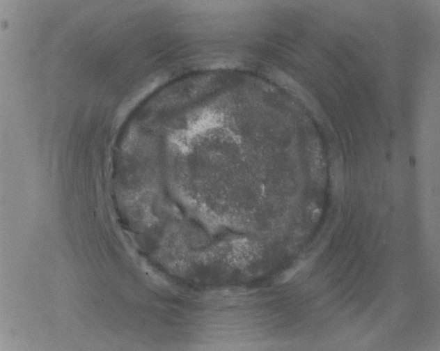 X0000077350721200611101613