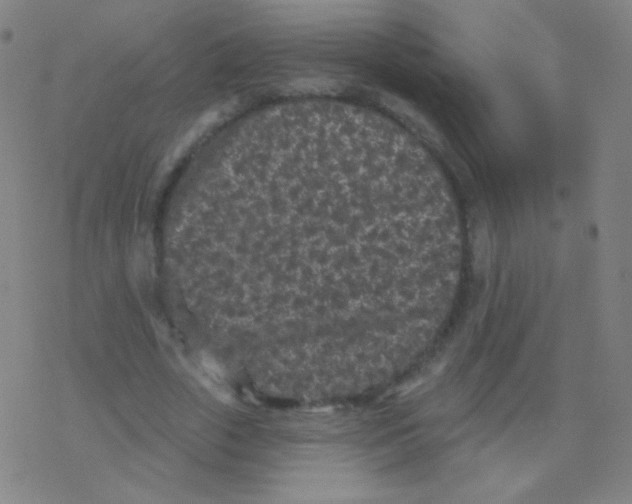 X0000077350729200611101613