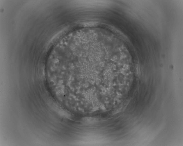 X0000077350733200611101613