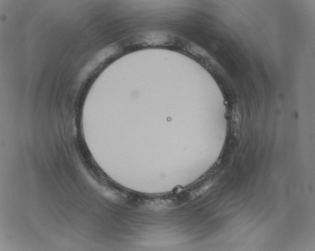 X0000077350734200611101613