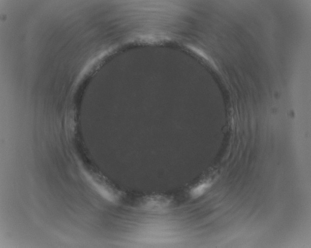 X0000077350736200611101613