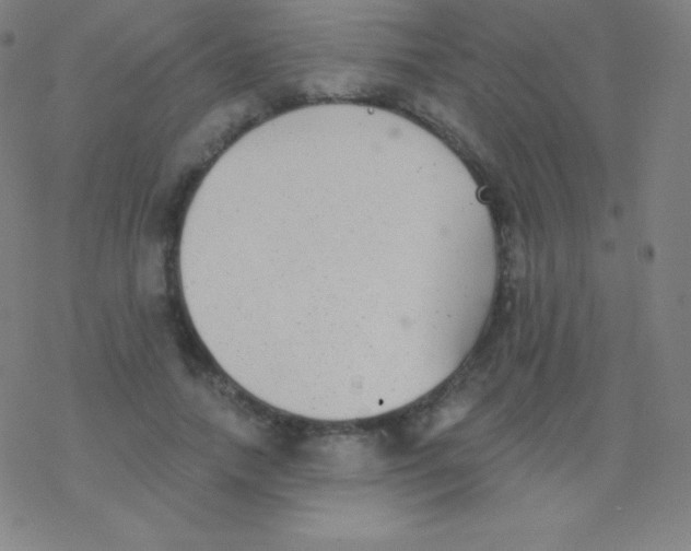 X0000077350738200611101613