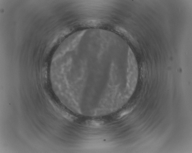 X0000077350739200611101613